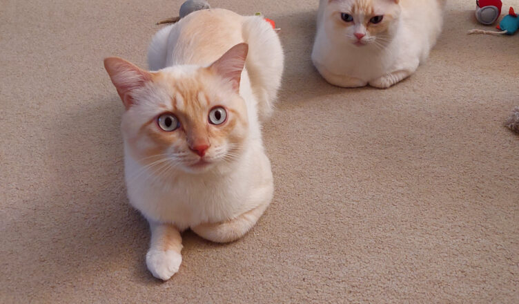 two cats on the floor