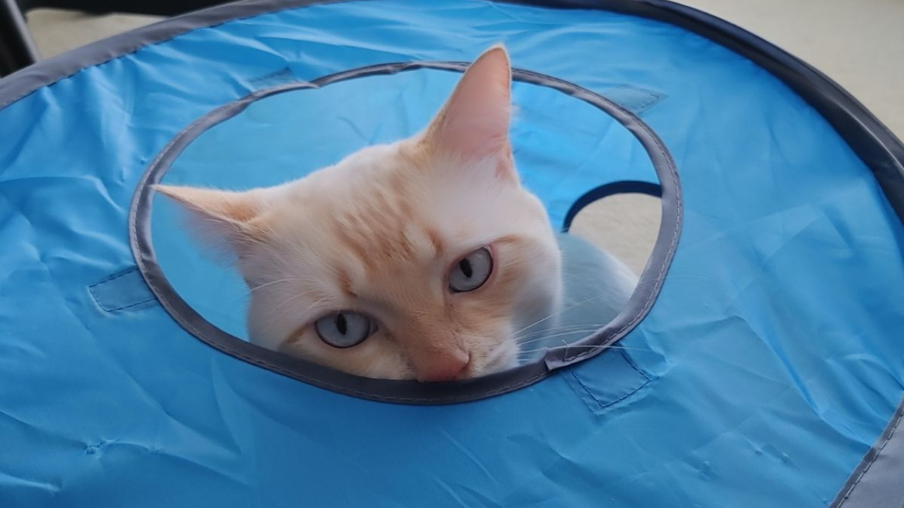 cat inside cat tunnel