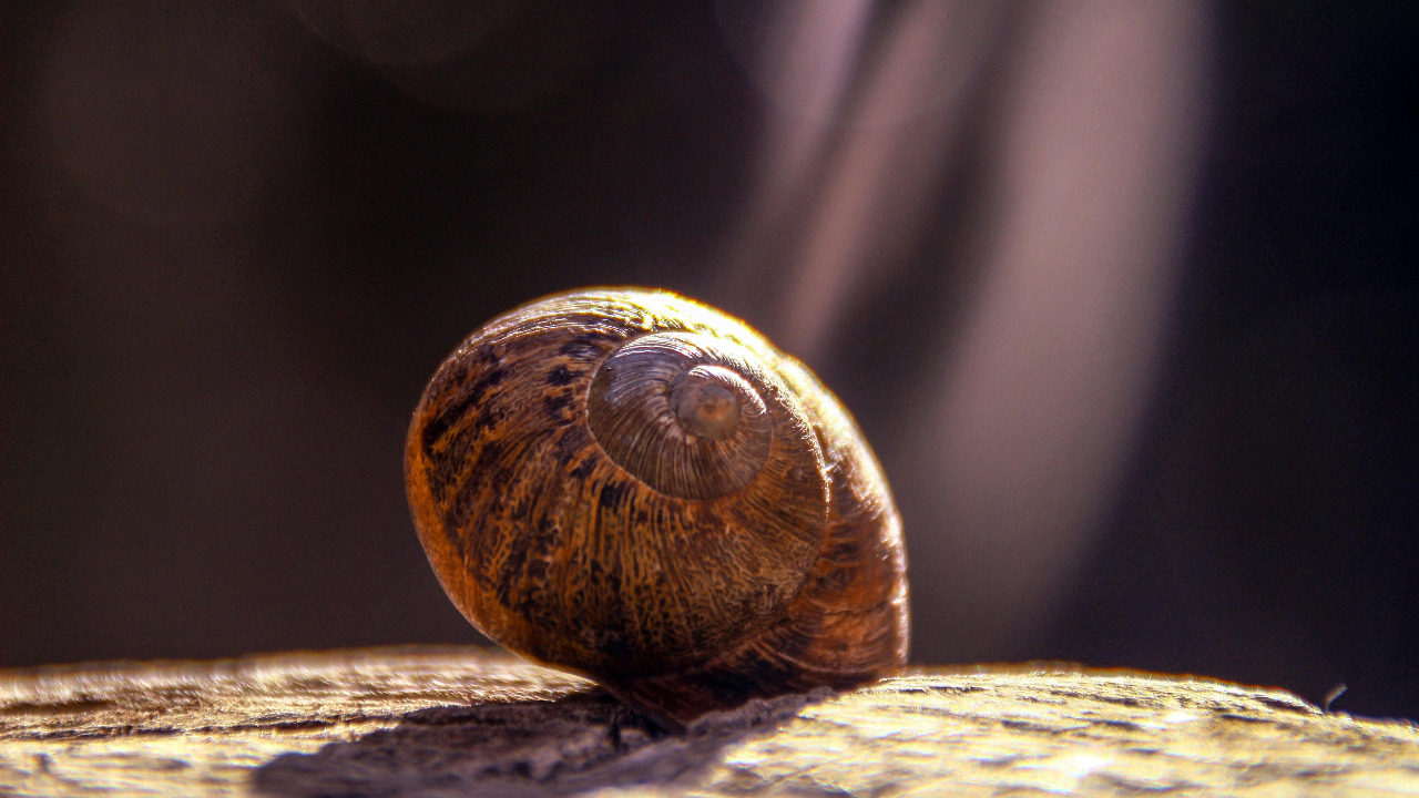 snail on a surface