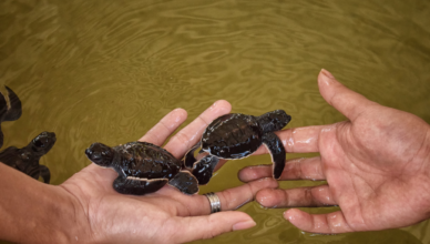 baby green turtles in Hawaii