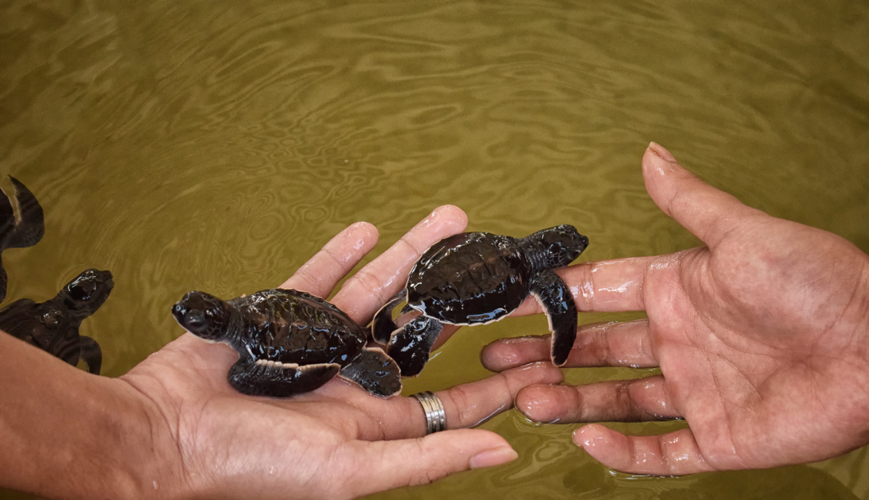 baby green turtles in Hawaii