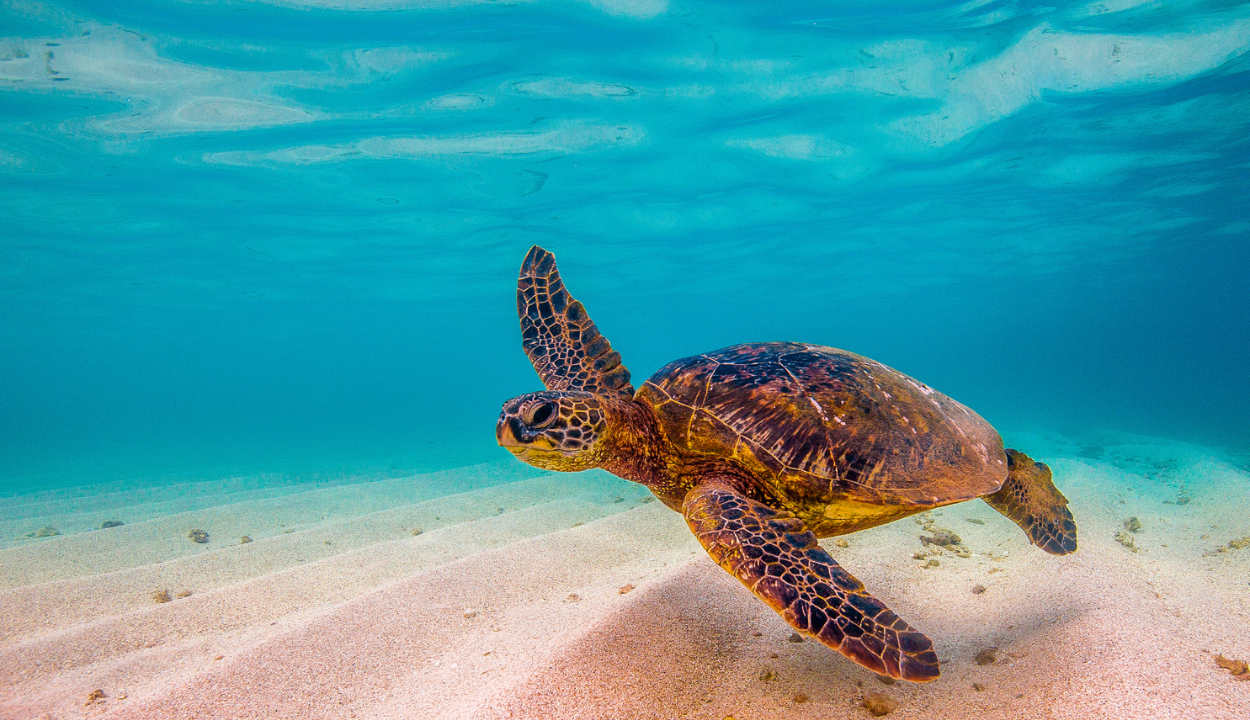 Green turtles in Hawaii