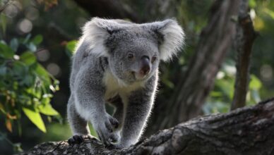 Australian animals and where to spot them