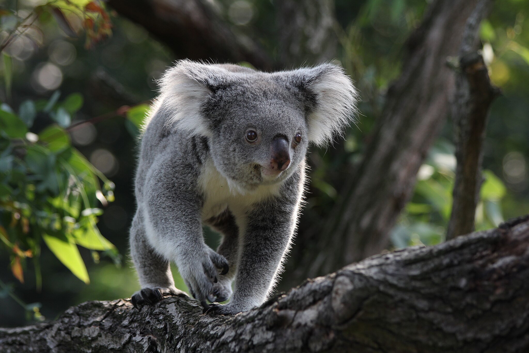 Australian animals and where to spot them