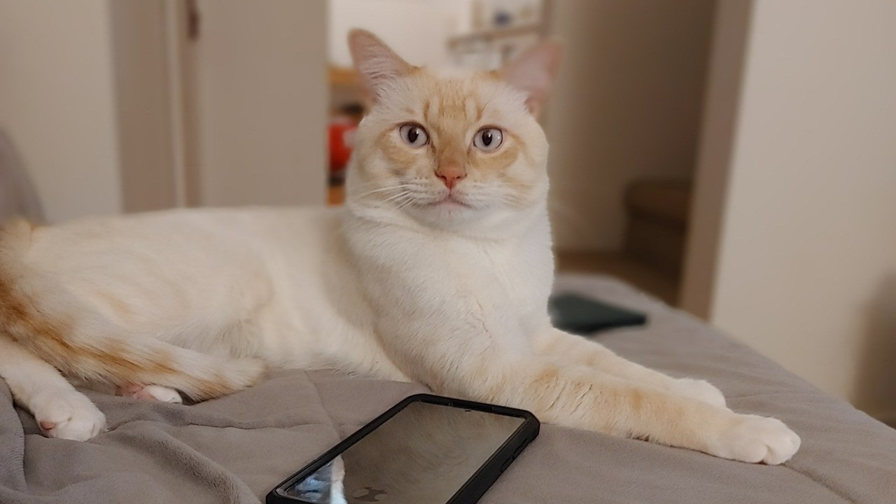 cat sitting by phone