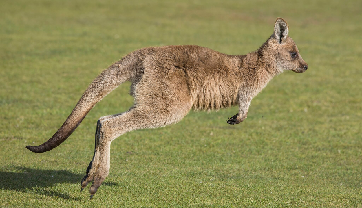 one of the most recognizable aussie animals the kangaroo