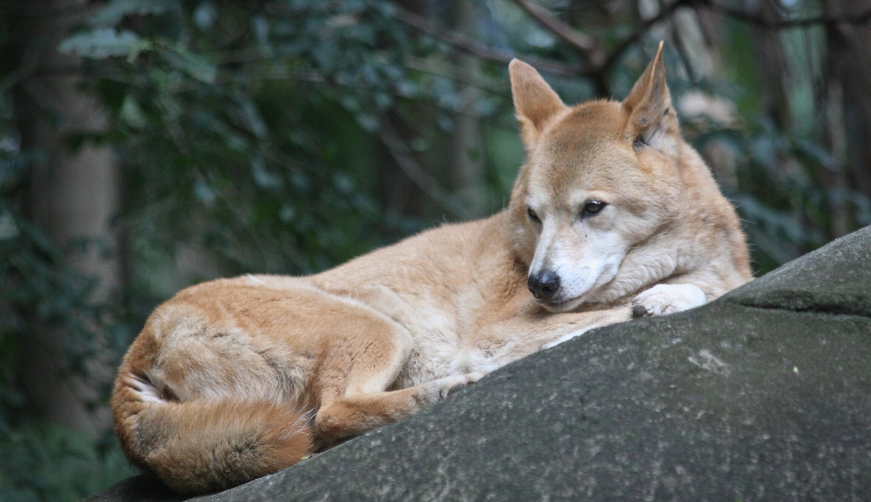 Dingoes