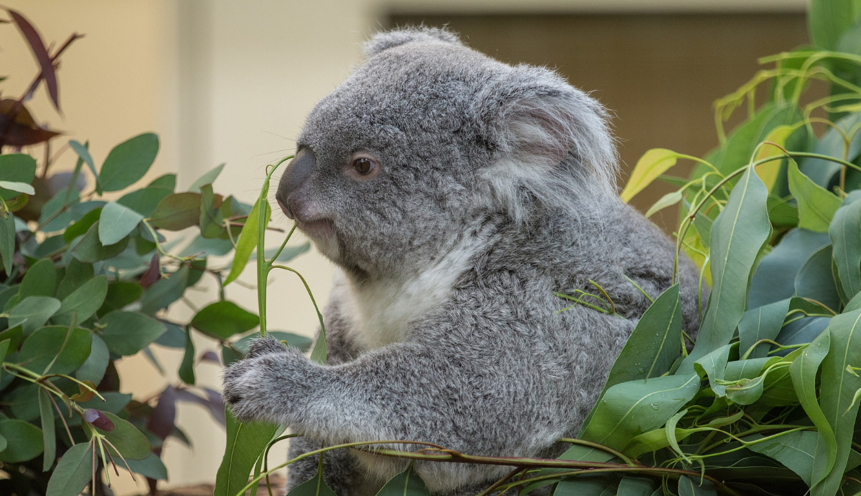 koalas in Australia