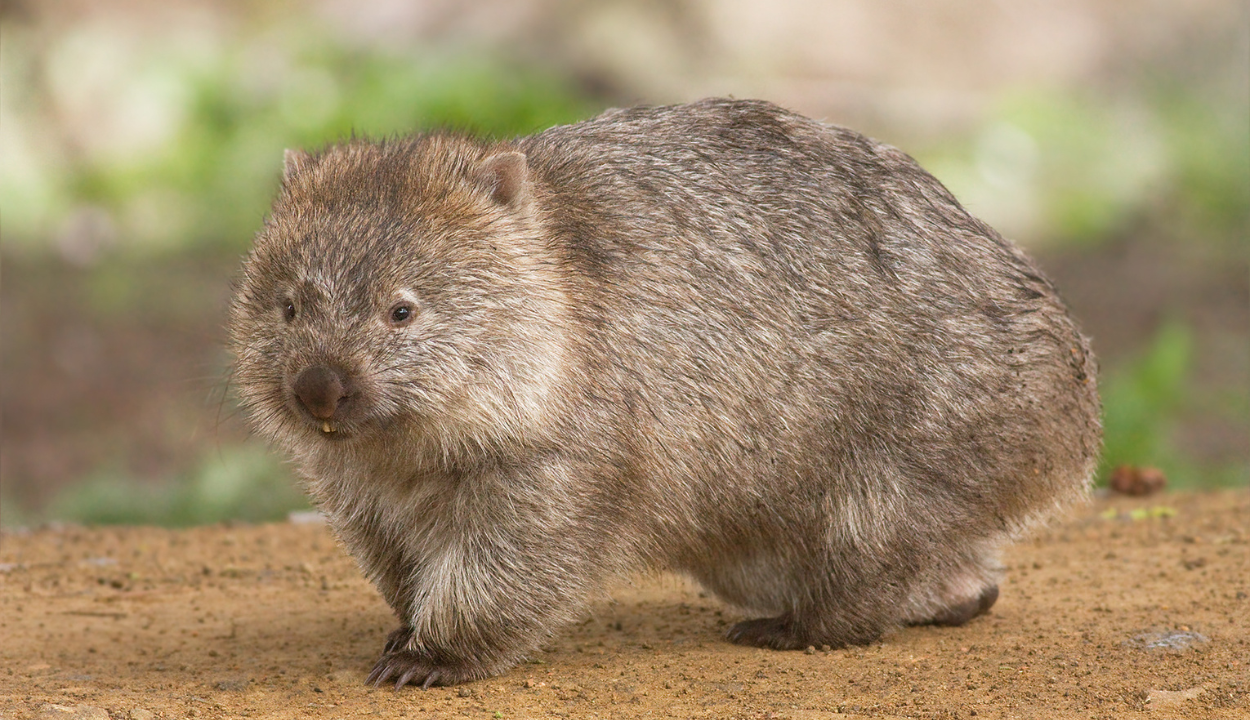 wombats