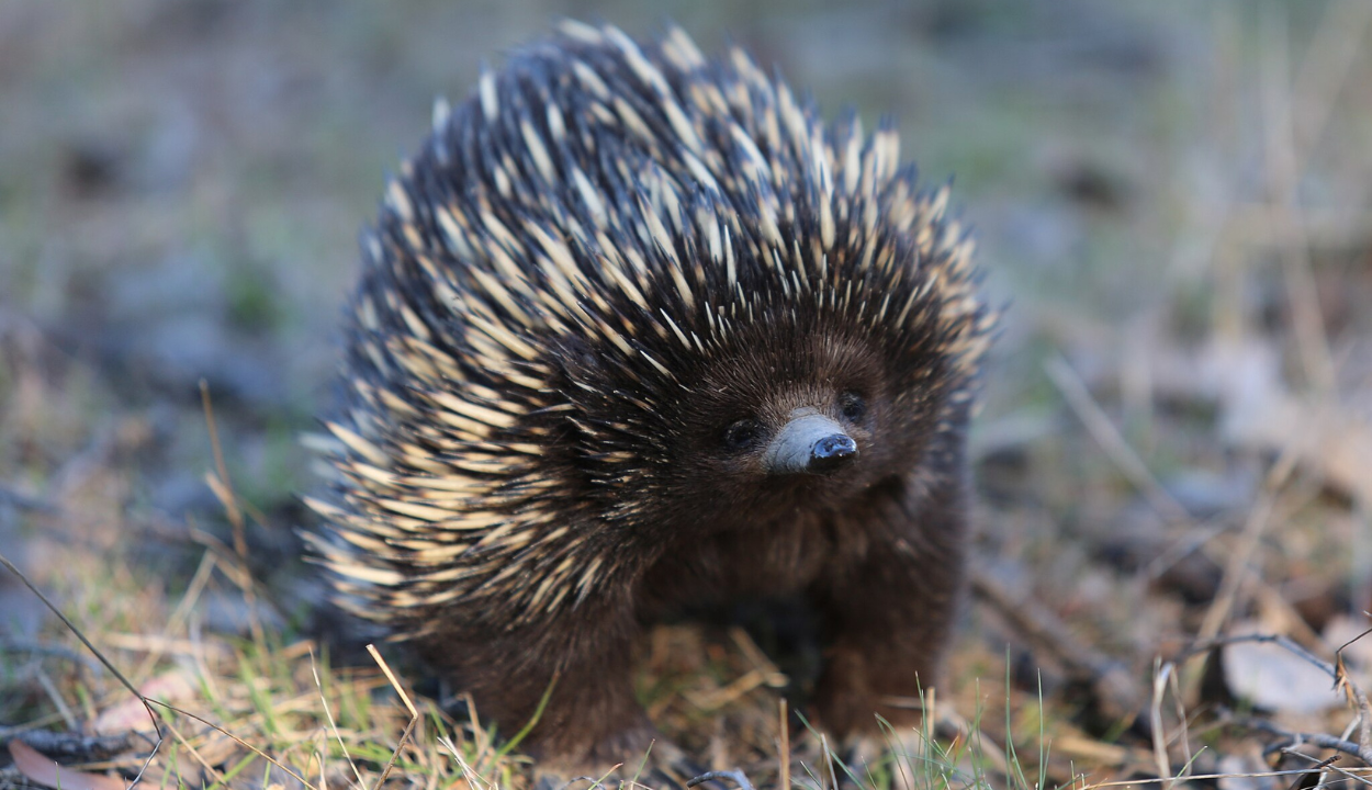 echidna