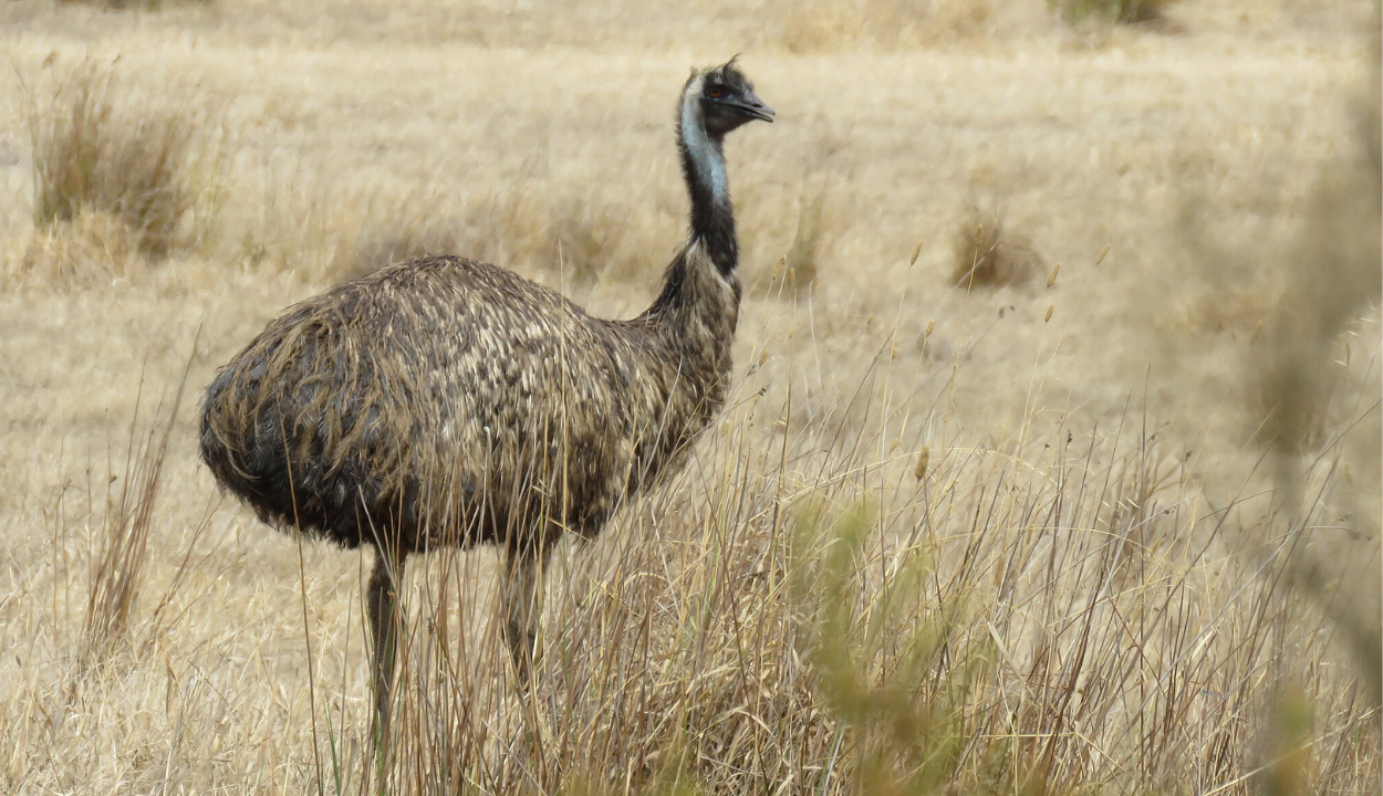 Emu in Australia