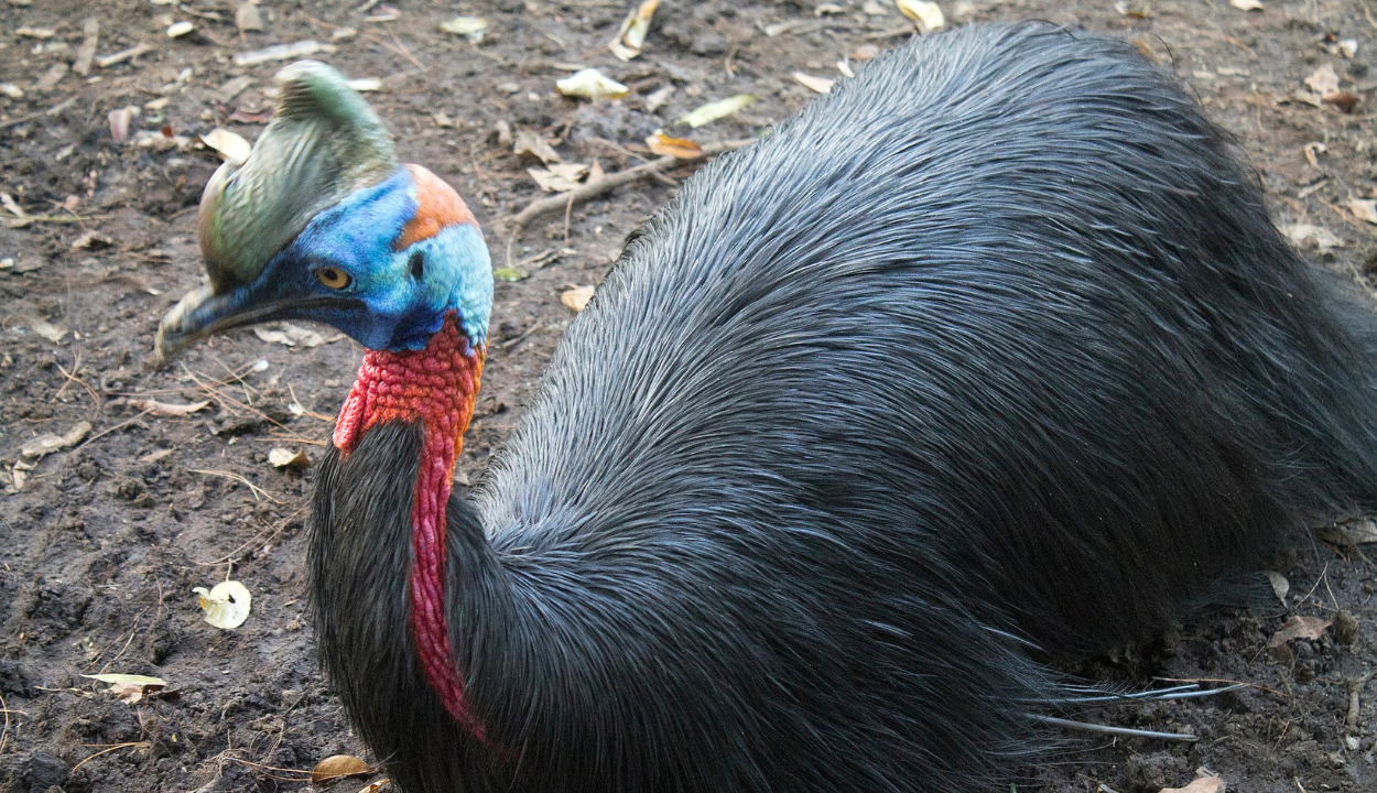 Cassowaries bad reputation as a murder bird