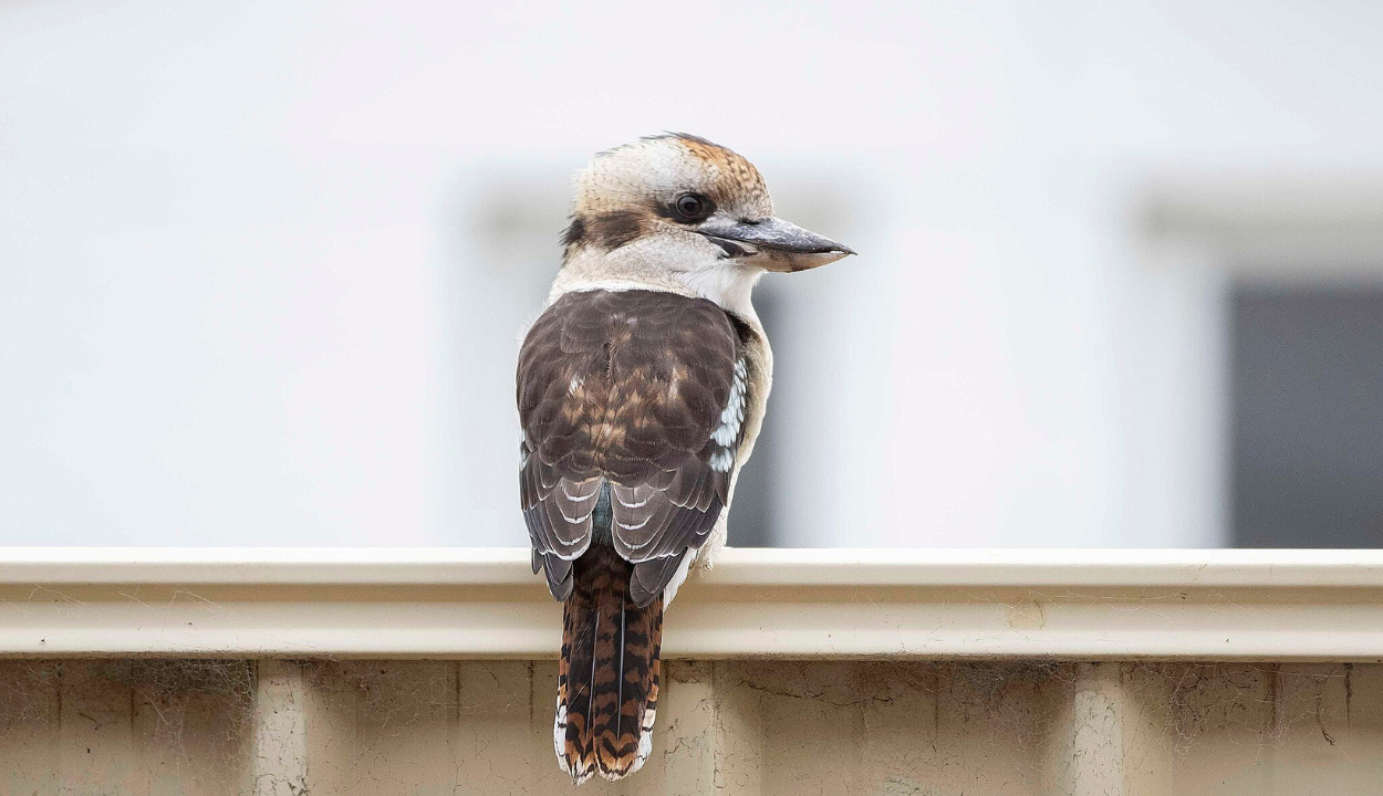 Kookaburra laughs