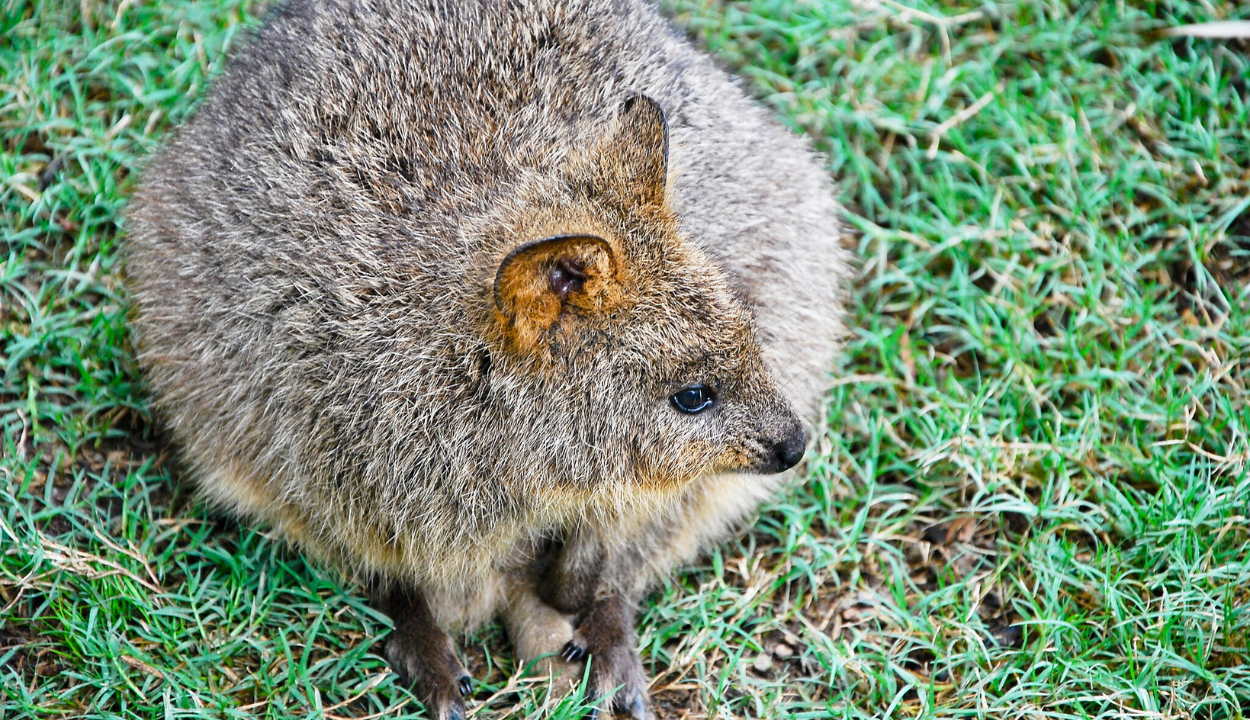 popular Aussie animal the Quokka