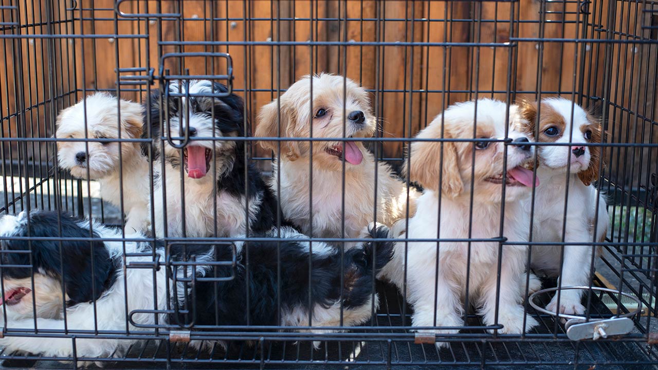 cute puppies in kennel