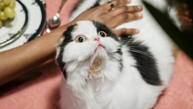 person petting scared cat