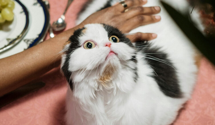 person petting scared cat