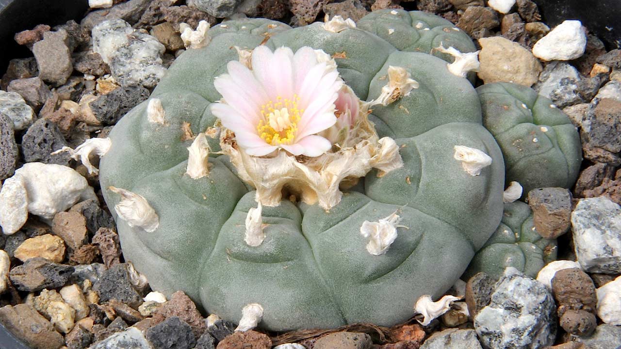 peyote cactus