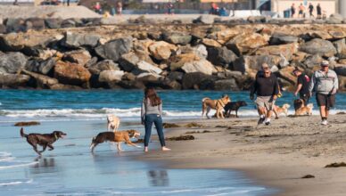 san diego dog park at beach