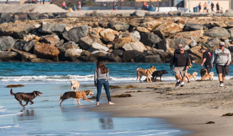 san diego dog park at beach