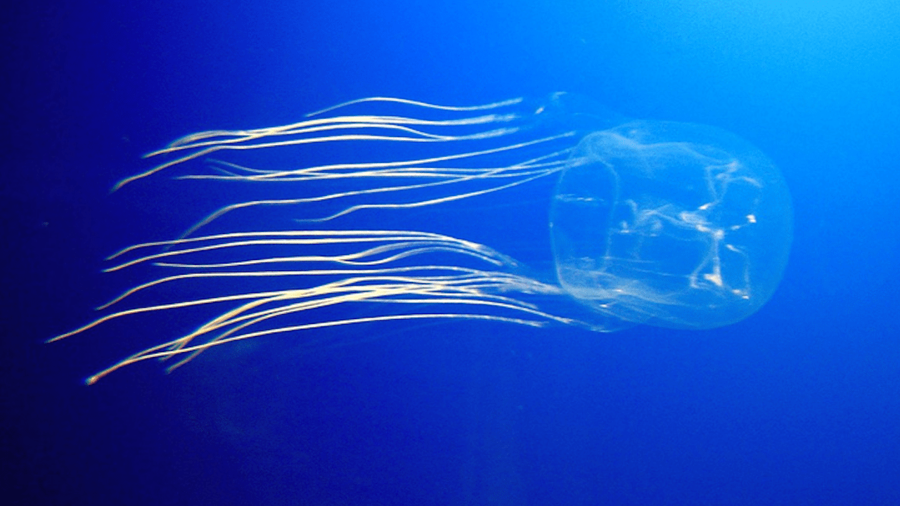 box jellyfish, jellyfish, poisonous, venomous, ocean, sea