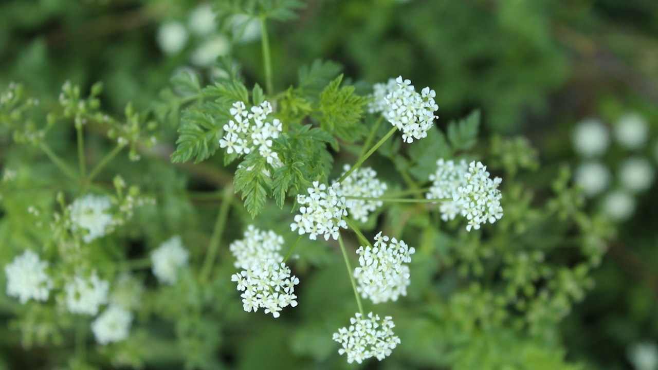 hemlock, water hemlock, poisonous, plants, dangerous, green, baby's breath