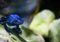 poisonous frog, blue frog, rain forest, animals, blue