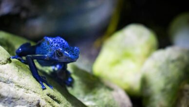 poisonous frog, blue frog, rain forest, animals, blue