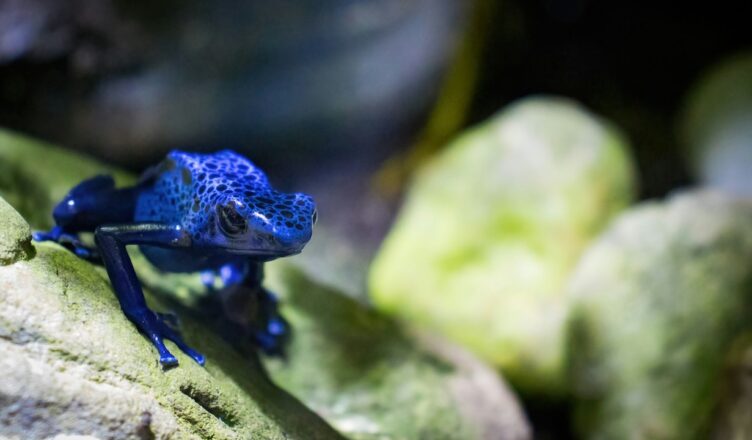 poisonous frog, blue frog, rain forest, animals, blue