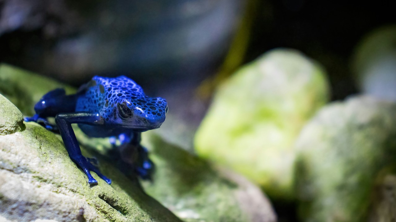 poisonous frog, blue frog, rain forest, animals, blue